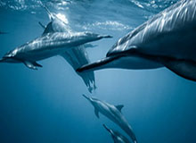 yl23455永利官网：打造专属于你的高品质娱乐港湾